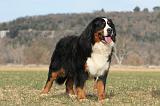 BOUVIER BERNOIS 166